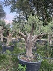 50 YAŞ BONSAİ ZEYTİN AĞACI BOY 200-300 CM