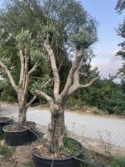 50 YAŞ BONSAİ ZEYTİN AĞACI BOY 200-300 CM