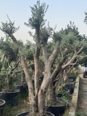 50 YAŞ BONSAİ ZEYTİN AĞACI BOY 200-300 CM