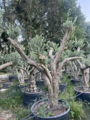 50 YAŞ BONSAİ ZEYTİN AĞACI BOY 200-300 CM
