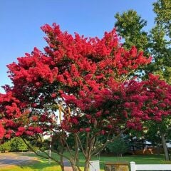 Saksıda kırmızı oya ağacı fidanı yaş 3, boy 120-140 cm