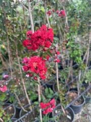 Saksıda kırmızı oya ağacı fidanı yaş 3, boy 120-140 cm