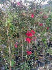 Saksıda kırmızı oya ağacı fidanı yaş 3, boy 120-140 cm