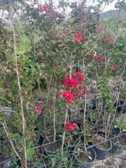 Saksıda kırmızı oya ağacı fidanı yaş 3, boy 120-140 cm