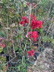 Saksıda kırmızı oya ağacı fidanı yaş 3, boy 120-140 cm