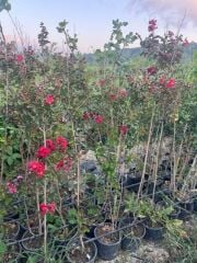 Saksıda kırmızı oya ağacı fidanı yaş 3, boy 120-140 cm