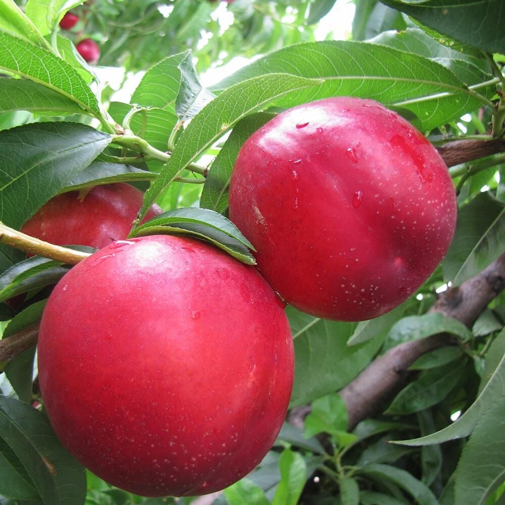 Saksıda 5 yaş meyve veren Nektarin(tüysüz şeftali Fidanı boy 200 cm+