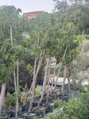 Saksıda 5 yaş meyve veren Nektarin(tüysüz şeftali Fidanı boy 200 cm+