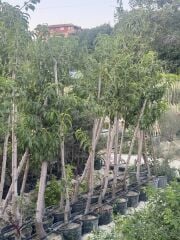 Saksıda 5 yaş meyve veren Nektarin(tüysüz şeftali Fidanı boy 200 cm+