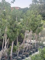 Saksıda 5 yaş meyve veren Nektarin(tüysüz şeftali Fidanı boy 200 cm+