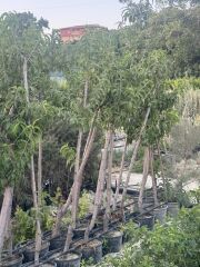 Saksıda 5 yaş meyve veren Nektarin(tüysüz şeftali Fidanı boy 200 cm+