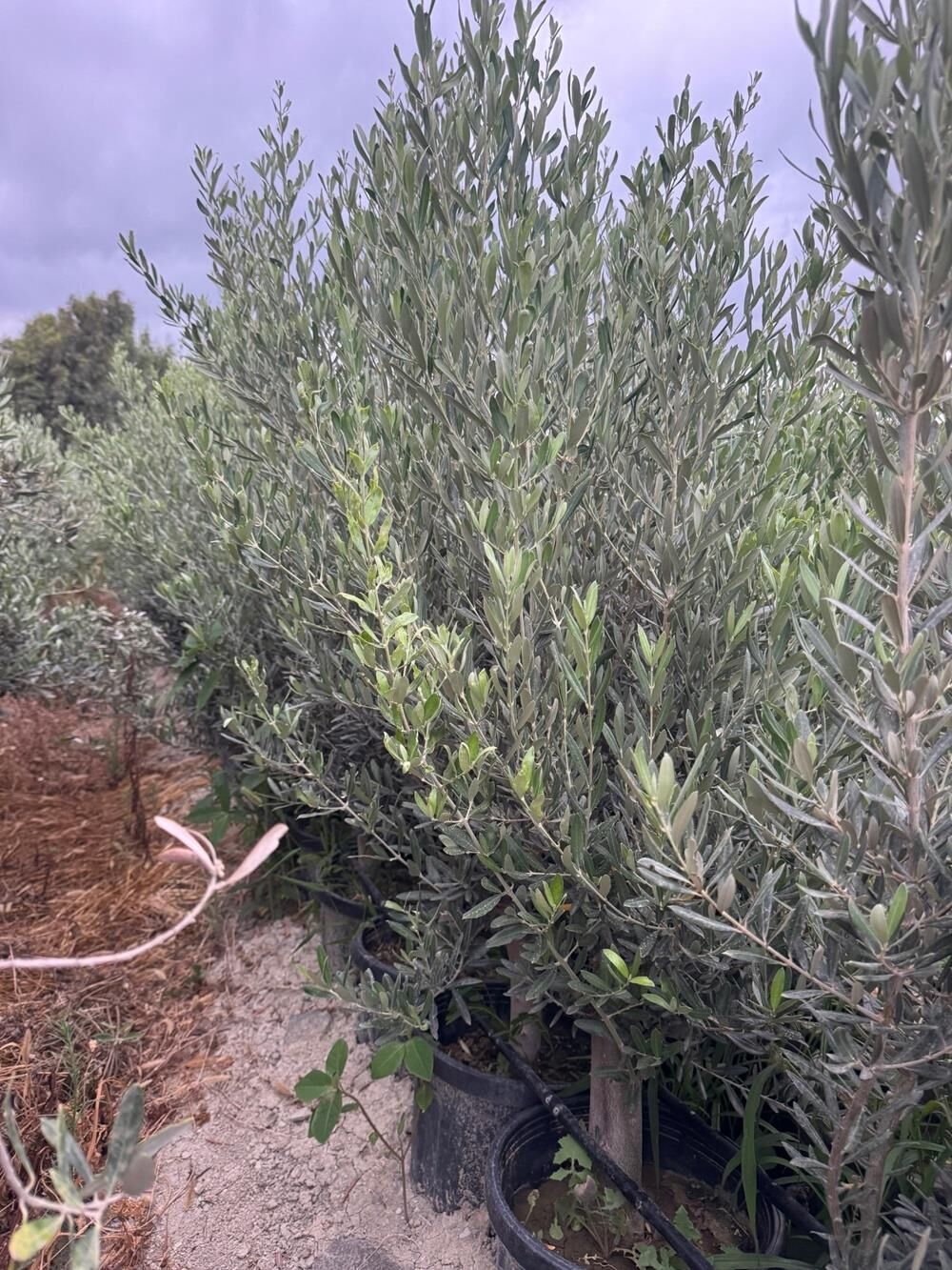 15 LT SAKSIDA 5 YAŞ GEMLİK TRİLYE ZEYTİN FİDANI BOY 150-180 CM