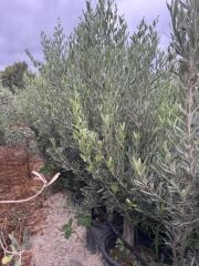 15 LT SAKSIDA 5 YAŞ GEMLİK TRİLYE ZEYTİN FİDANI BOY 150-180 CM