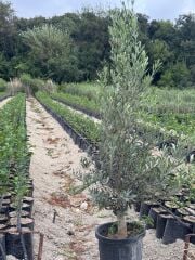 15 LT SAKSIDA 5 YAŞ GEMLİK TRİLYE ZEYTİN FİDANI BOY 150-180 CM