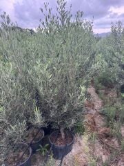 15 LT SAKSIDA 5 YAŞ GEMLİK TRİLYE ZEYTİN FİDANI BOY 150-180 CM