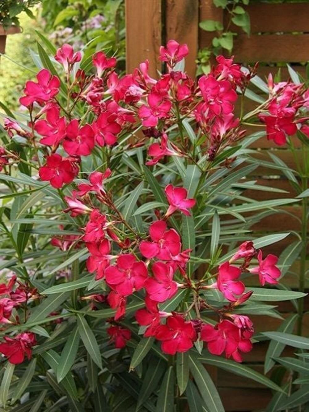 2 Adet Saksıda Bodur Kırmızı zakkum fidanı yaş 2 boy, 100-120 cm