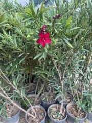 2 Adet Saksıda Bodur Kırmızı zakkum fidanı yaş 2 boy, 100-120 cm