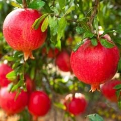 4 YAŞ TÜPLÜ,MEYVE VEREN İÇİ DIŞI HİCAZ NAR FİDANI BOY 170-200 CM