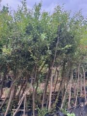 4 YAŞ TÜPLÜ,MEYVE VEREN İÇİ DIŞI HİCAZ NAR FİDANI BOY 170-200 CM