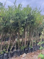 4 YAŞ TÜPLÜ,MEYVE VEREN İÇİ DIŞI HİCAZ NAR FİDANI BOY 170-200 CM