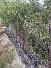 Saksıda meyve veren kalın gövdelİ 5 yaş kütahya vişne fidanı boy 200 cm+