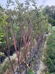 Saksıda meyve veren kalın gövdelİ 5 yaş kütahya vişne fidanı boy 200 cm+