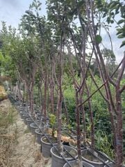 Saksıda meyve veren kalın gövdelİ 5 yaş kütahya vişne fidanı boy 200 cm+