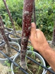 Saksıda meyve veren kalın gövdelİ 5 yaş kütahya vişne fidanı boy 200 cm+