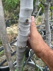 SAKSIDA 5 YAŞ ,MEYVE VEREN DÜRDANE SİYAH BURSA İNCİR FİDANI BOY 200 CM +