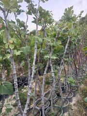 SAKSIDA 5 YAŞ ,MEYVE VEREN DÜRDANE SİYAH BURSA İNCİR FİDANI BOY 200 CM +