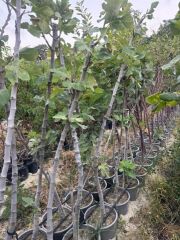 SAKSIDA 5 YAŞ ,MEYVE VEREN DÜRDANE SİYAH BURSA İNCİR FİDANI BOY 200 CM +