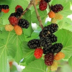 TÜPLÜ 3 YAŞ MEYVE VEREN URMU EKŞİ DUT FİDANI BOY 150/170 CM