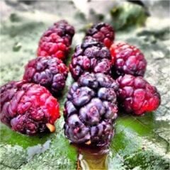 TÜPLÜ 3 YAŞ MEYVE VEREN URMU EKŞİ DUT FİDANI BOY 150/170 CM