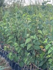 TÜPLÜ 3 YAŞ MEYVE VEREN URMU EKŞİ DUT FİDANI BOY 150/170 CM