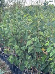 TÜPLÜ 3 YAŞ MEYVE VEREN URMU EKŞİ DUT FİDANI BOY 150/170 CM