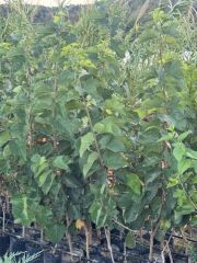 TÜPLÜ 3 YAŞ MEYVE VEREN URMU EKŞİ DUT FİDANI BOY 150/170 CM