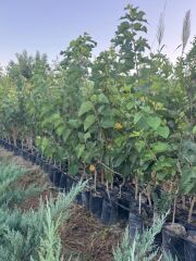 TÜPLÜ 3 YAŞ MEYVE VEREN URMU EKŞİ DUT FİDANI BOY 150/170 CM