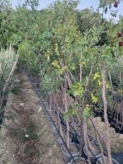 SAKSIDA, MEYVE VEREN 7 YAŞ İRİ MEYVELİ HÜNNAP FİDANI 220-250 CM