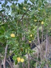 SAKSIDA, MEYVE VEREN 7 YAŞ İRİ MEYVELİ HÜNNAP FİDANI 220-250 CM