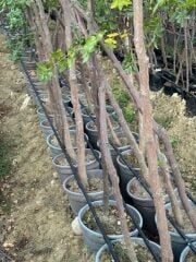 SAKSIDA, MEYVE VEREN 7 YAŞ İRİ MEYVELİ HÜNNAP FİDANI 220-250 CM