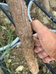 SAKSIDA, MEYVE VEREN 7 YAŞ İRİ MEYVELİ HÜNNAP FİDANI 220-250 CM