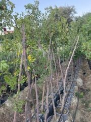 SAKSIDA, MEYVE VEREN 7 YAŞ İRİ MEYVELİ HÜNNAP FİDANI 220-250 CM