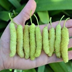 3 YAŞ TÜPLÜ AŞILI BEYAZ PAKİSTAN  ŞAH DUT FİDANI BOY 170-200 CM