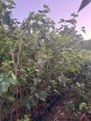 3 YAŞ TÜPLÜ AŞILI BEYAZ PAKİSTAN  ŞAH DUT FİDANI BOY 170-200 CM