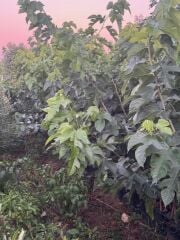 3 YAŞ TÜPLÜ AŞILI BEYAZ PAKİSTAN  ŞAH DUT FİDANI BOY 170-200 CM