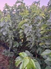 3 YAŞ TÜPLÜ AŞILI BEYAZ PAKİSTAN  ŞAH DUT FİDANI BOY 170-200 CM