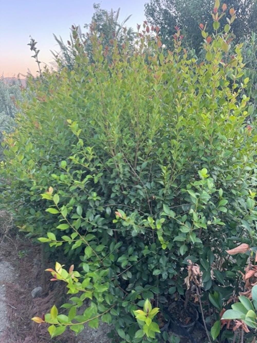 GENİŞ FORUMLU SAKSIDA EVGENYA ÇALISI(Eugenia Etna Fire BOY 150-180 CM