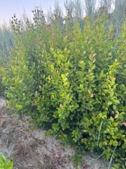 GENİŞ FORUMLU SAKSIDA EVGENYA ÇALISI(Eugenia Etna Fire BOY 150-180 CM