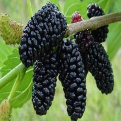 3 YAŞ MEYVE VEREN; AŞILI ,TÜPLÜ AVUSTRALYA YEDİVEREN DUT FİDANI BOY 170-200 CM