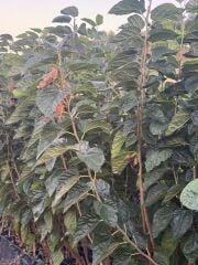 3 YAŞ MEYVE VEREN; AŞILI ,TÜPLÜ AVUSTRALYA YEDİVEREN DUT FİDANI BOY 170-200 CM